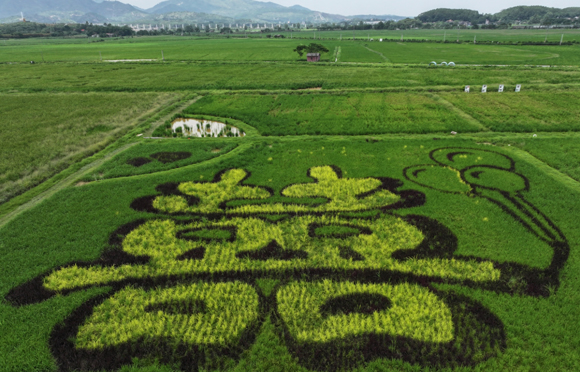 瞰廣東！無人機“飛”出稻浪新圖景